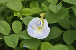 herbs ulcer